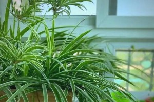 冬天如何科学浇水吊兰（浇水的时间、频率及浇水量要注意什么？）