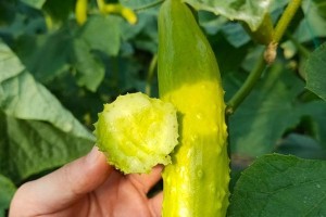 黄瓜的起源与历史（追寻黄瓜的故乡，了解其丰富历史）