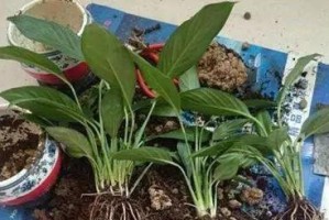 冬天一帆风顺换盆方法（打造健康繁盛的盆栽，让冬天更加美好）