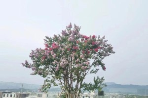 紫薇树开花的修剪方法（掌握关键步骤，让紫薇树更美丽）