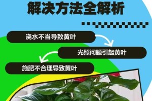 红掌叶子干枯处理方法（挽救干枯红掌叶子的有效措施）