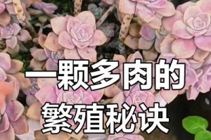桃蛋肉肉植物的繁殖技巧（探索桃蛋肉肉植物的生殖奥秘，助您成功繁殖）