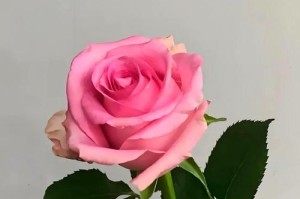 揭秘玖瑰醒花的秘密（以玖瑰为主角，探索如何让花朵焕发青春的奥秘）