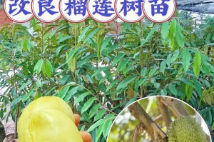榴莲的生长环境与条件（了解榴莲最适宜的种植环境和条件）
