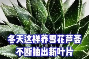 冬天如何移盆芦荟植物以保持健康生长（芦荟移盆护理技巧分享，助你打造宜人的冬季芦荟园）