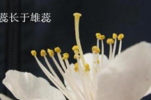 探究两性花植物的奥秘（了解两性花植物的繁殖方式和生态特点）