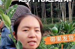 金桔的开花与结果（从开花季节到果实成熟期，一次全面解析）