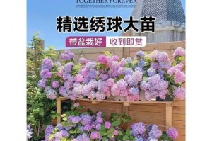 发财盆景花的养护秘籍（打造繁华富贵的室内风水宝地）