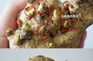 马蹄莲的生长环境及生长地方条件（了解马蹄莲的生存要素，让它在您的庭院绽放）