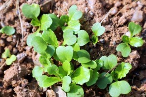 立春时节适合种植的蔬菜（15个适合在立春时节种植的蔬菜推荐）