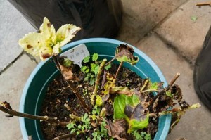 如何解决绣球花黄叶问题（绣球花叶片发黄的原因及应对方法）