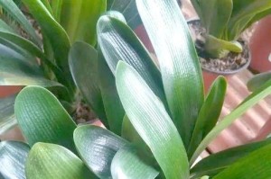 探究君子兰黄叶现象的原因及处理方法（揭开君子兰黄叶的神秘面纱，让你的盆栽焕发生机）