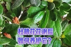 夏季养殖杜鹃花的技巧（杜鹃花夏天怎么养护？养殖技巧分享）