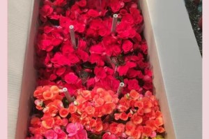 丽格海棠的冬天养殖方法和注意事项（打造美丽冬日花园的关键秘笈）