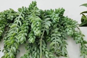 《玉珠帘叶子黄了怎么办？》（原因分析与护理方法，守护您的植物）