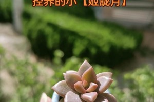 东北多肉养殖技术大揭秘（揭开东北多肉养殖的独门绝技，让你拥有满园繁花）