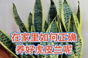 如何快速养护虎皮兰在冬天成长（提供15个有效方法，让虎皮兰在寒冷的冬天茁壮成长）