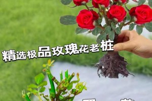 玫瑰花绽放的美丽（探索玫瑰花开放的奥秘）