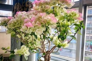 如何养好三角梅花