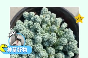 姬星美人瘦小（红色姬星美人为何身材娇小？养殖技巧分享）