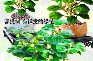 吉祥木盆栽掉叶子了怎么办？（解决吉祥木盆栽掉叶子问题的方法与注意事项）