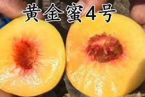 以粥候桃怎么嫁接（掌握嫁接技巧，打造美丽果园）