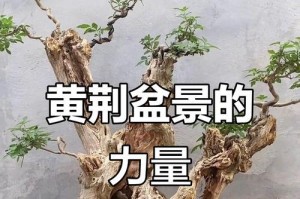 如何养活黄荆盆老根？（掌握关键技巧，让黄荆盆老根茁壮成长）