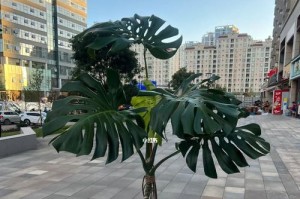 龟背竹的老桩造型养护技巧（如何让龟背竹成为家中的艺术品）