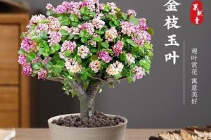 玉树水培的养殖技巧与方法（掌握这一关键技术，让你的玉树常青如玉）