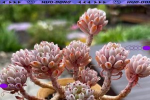 多肉蓝豆怎么扦插？（学习多肉蓝豆的扦插技巧，让你的多肉园更加丰盈）