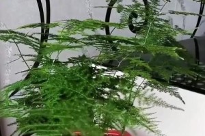 掌握修剪文竹叶子的技巧（打造健康繁茂的文竹盆栽，让室内更生机勃勃）