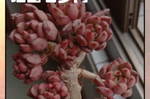 红蛋多肉养护技巧（以红蛋多肉用什么肥为主题的养护指南）