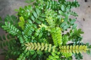 室内驱蚊虫植物盆栽——打造清新室内环境（全面了解室内驱蚊虫植物盆栽，让室内环境更加健康）