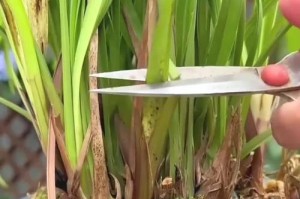 寒冬中兰花叶子凋零的原因与应对方法（揭秘兰花叶子死亡的主要因素及保护秘笈）