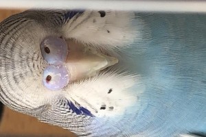 揭秘以虎皮多的故事（探索虎皮多的起源和制作方法）