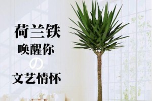 荷兰铁的养殖技巧及注意事项（学习荷兰铁养殖，让你的园林更美丽）