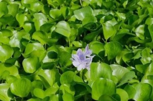 水葫芦，一种水生植物的探秘（从生态到文化，探寻水葫芦的多重魅力）
