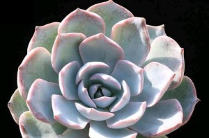 夏季蓝石莲养护秘籍（了解蓝石莲的需求，打造美丽夏季花园）