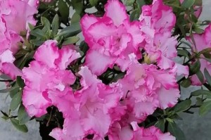 倒挂金钟的土（神秘土壤的形成与独特魅力）