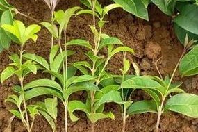 以扦插的桂花树的生长高度及关键因素研究（探究以扦插的桂花树的生长高度受到的影响及关键因素分析）