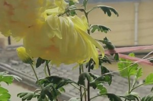 春天里的菊花盛宴（菊花开放的美丽与意义）