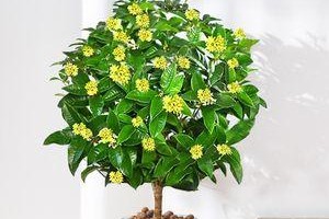 原生桂的分叉移植方法（掌握关键技巧，成功移植原生桂）