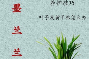 墨兰的根系空——揭秘大自然中的奇迹（神奇的根系空间给予墨兰生命之源）