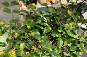 如何判断茉莉是否死亡（以茉莉为例，了解植物死亡的迹象和判断方法）