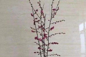 梅花剪枝全攻略（找准时间，打造完美梅花）