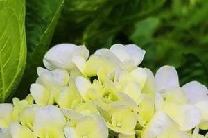 团圆美满，花开时节（喜迎亲友，花语之中）
