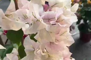 如何促进三角梅枝条生长的方法（解决三角梅生长缓慢的问题）