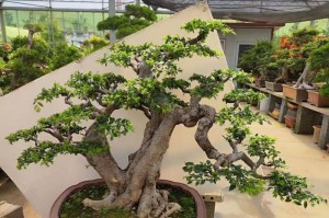 以榆树盆景为主题的养护指南（打造健康美丽的榆树盆景，从养护开始）