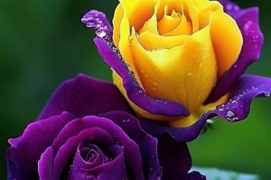 花语传递温柔之美（探秘温柔花语，解读花朵的温柔之美）