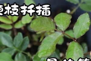扦插桃树枝的最佳时间（掌握时间，让桃树生长更美好）